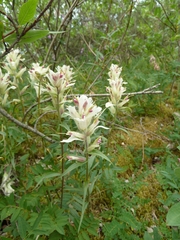 Castilleja pallida