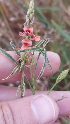 Image of Indigofera psoraloides by (c) Jacques van der Merwe, some rights reserved (CC BY-SA)