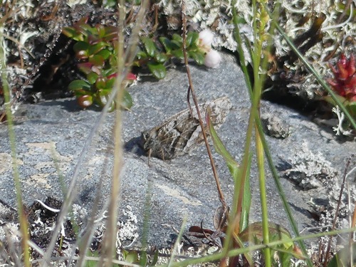 White-veined Arctic photo 6
