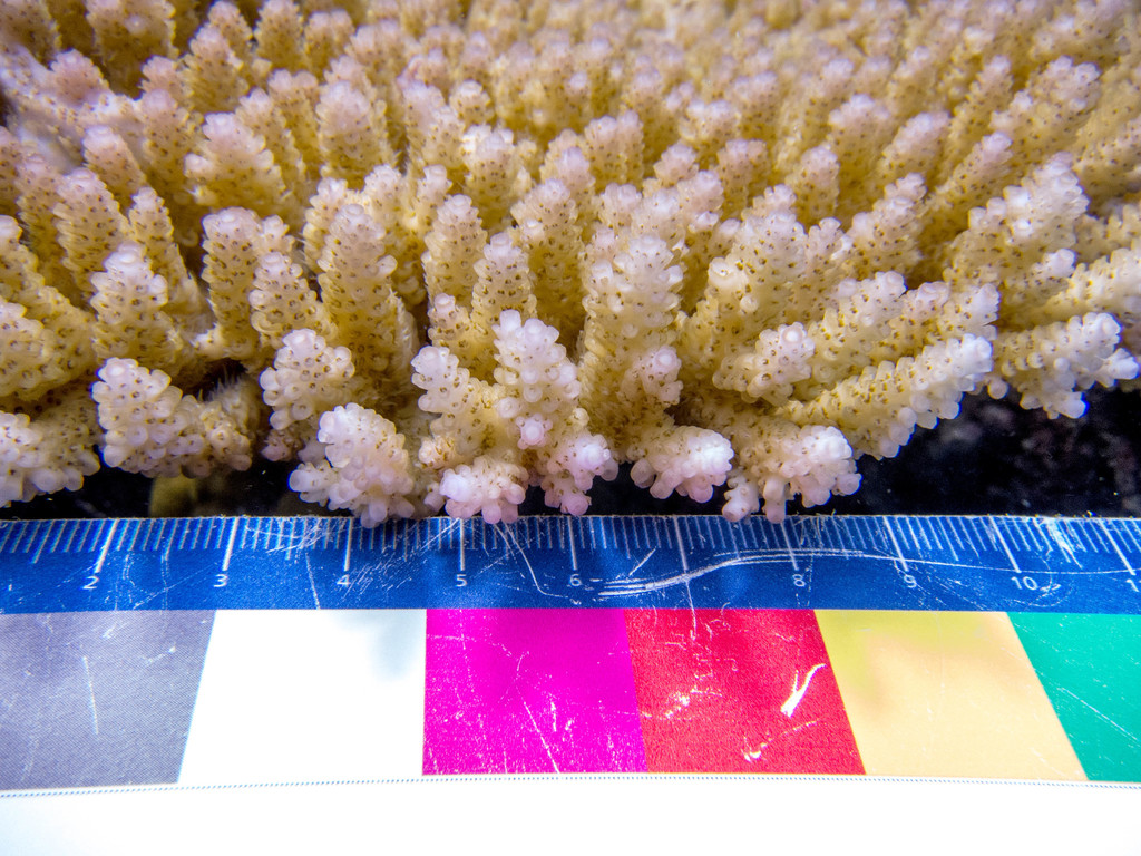 Hyacinth table coral