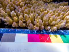 Acropora hyacinthus