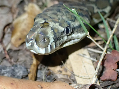 Coastal Carpet Python sighting
