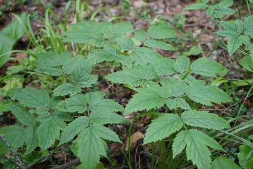 Foetid Bugbane (Cimicifuga foetida)