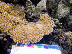 Acropora hyacinthus
