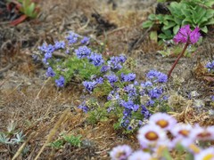 Gilia capitata pacifica