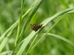 Carterocephalus skada