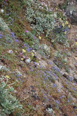 Gilia capitata pacifica