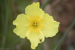 Papaver radicatum alaskanum