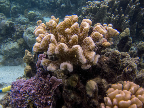 Pocillopora grandis