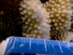 Pocillopora grandis
