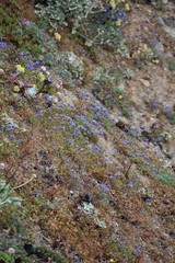 Gilia capitata pacifica