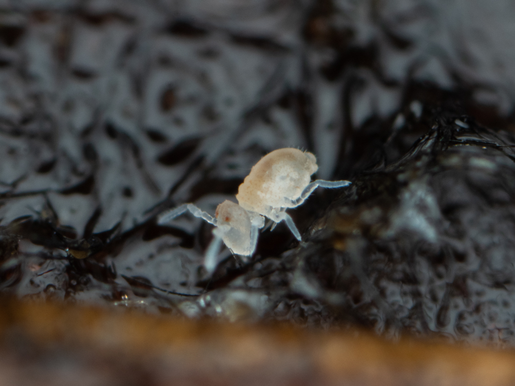 Arrhopalites diversus H.B.Mills, 1934