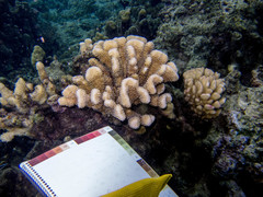 Pocillopora grandis