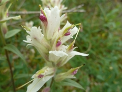 Castilleja pallida