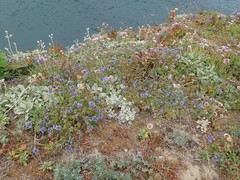 Gilia capitata pacifica