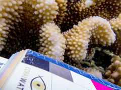 Pocillopora grandis