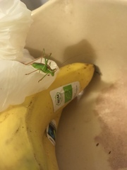 Leptophyes punctatissima