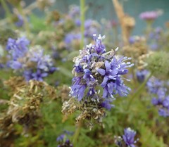 Gilia capitata pacifica