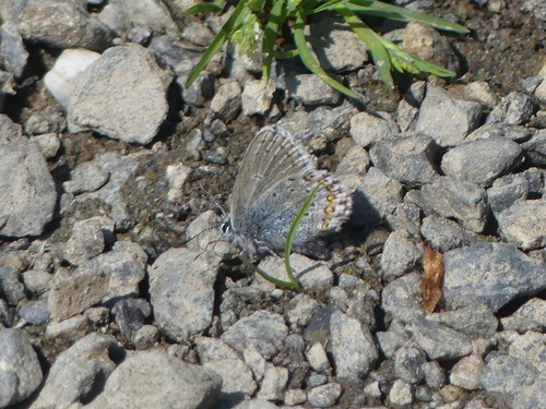 Northern Blue photo 4