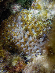 Acanthastrea echinata