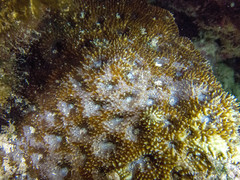 Acanthastrea echinata