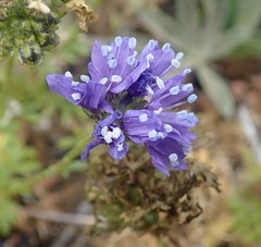 Gilia capitata pacifica