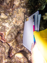 Acanthastrea echinata