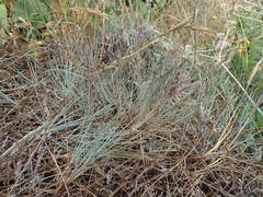 Festuca ammobia