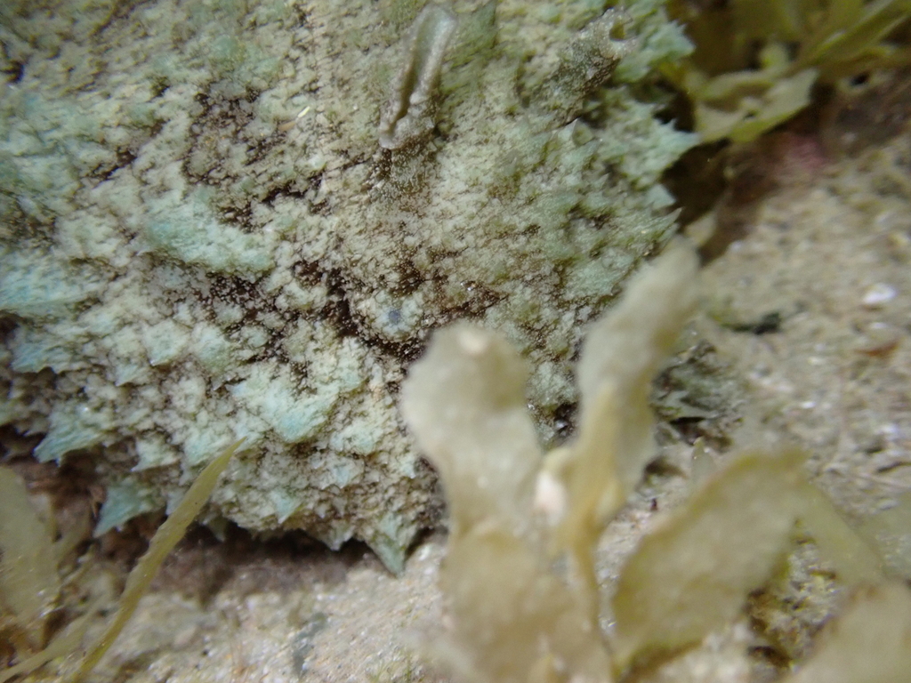 Anvil Sea Hare
