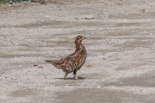 Grévol común (Tetrastes bonasia)