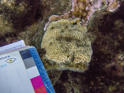 Leptastrea purpurea