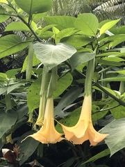 Brugmansia arborea