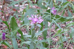 Centaurea
