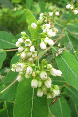 Apocynum × floribundum