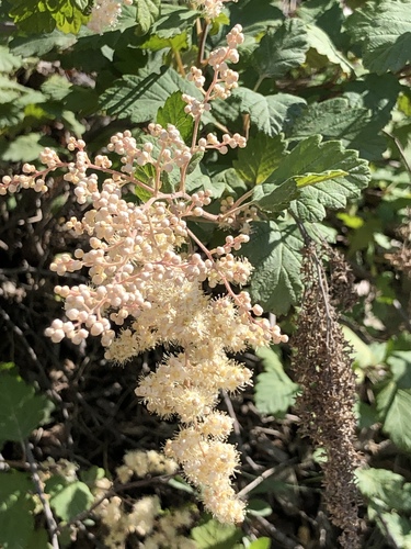 iNaturalist observation 2019-07-14
