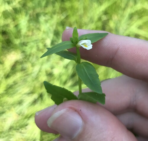 Lindernia micrantha iNat (1)