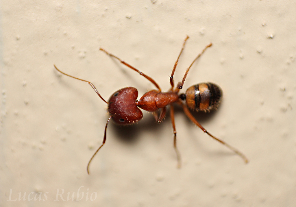 Camponotus cingulatus