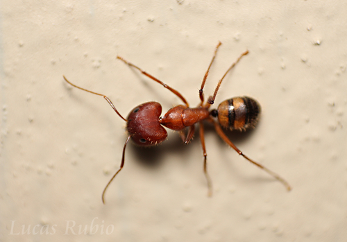 具环弓背蚁Camponotus cingulatus