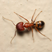Camponotus cingulatus - Photo (c) Lucas Rubio, algunos derechos reservados (CC BY), subido por Lucas Rubio