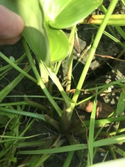 Pontederia vaginalis, photograph Mason Brock, CC0, iNaturalist via GBIF
