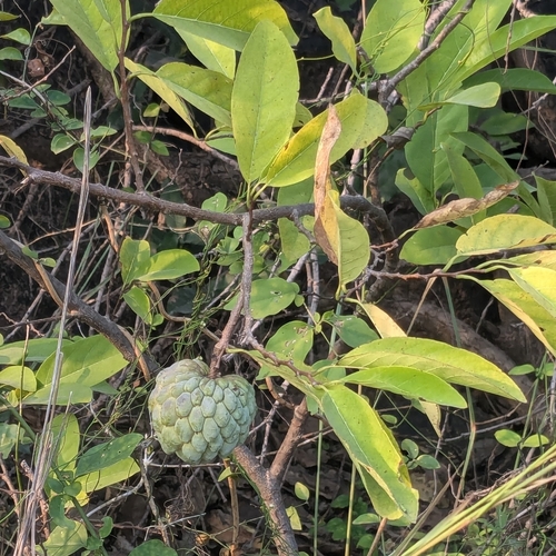 Annona squamosa