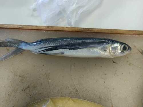Intermediate flyingfish (Cheilopogon intermedius) — Exocoetidae — 4