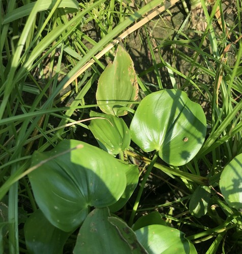Pontederia vaginalis, photograph 5