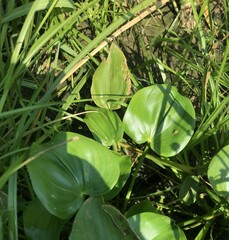 Pontederia vaginalis, photograph Mason Brock, CC0, iNaturalist via GBIF