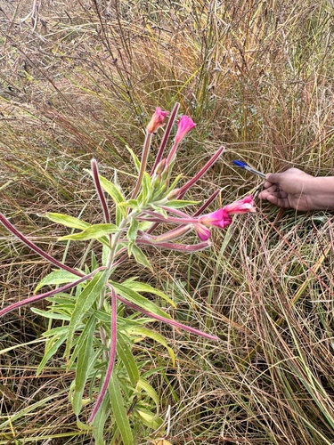 Great Willowherb