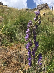 Aconitum burnatii