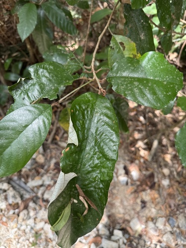 Alphitonia whitei, 2024-11-20