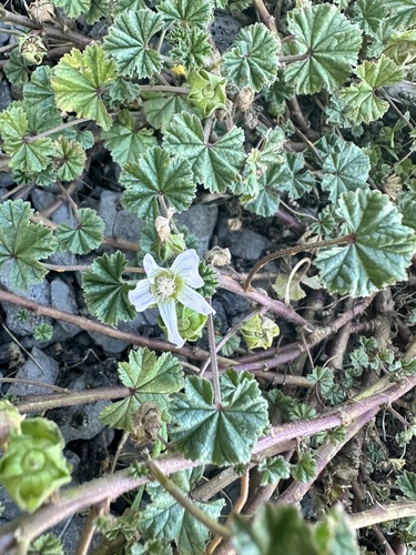Malva neglecta observed 2024-11-19