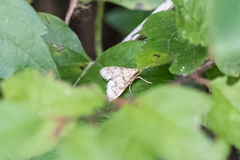 Metasia ophialis
