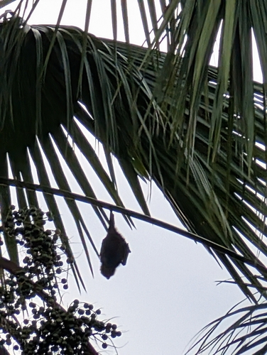 Pteropus molossinus observed 2024-11-20